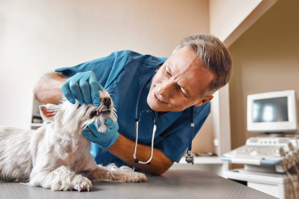 Best Emergency Dental Care for Broken or Chipped Teeth in Leon, IA